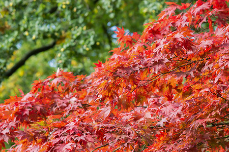 直播氛围图摄影照片_树枝与叶子在秋天的红色