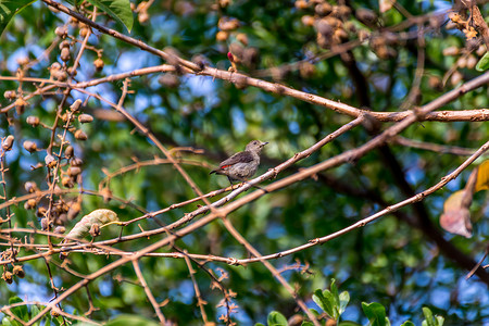 迎春花鸟摄影照片_树上的鸟（猩红背啄花鸟）