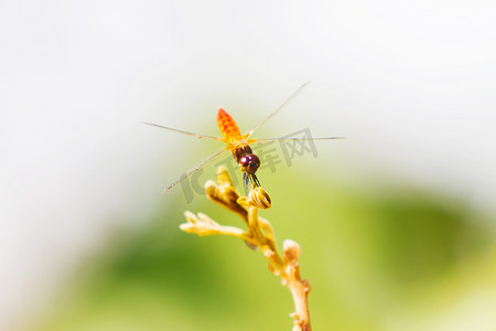 昆虫叶子摄影照片_叶子上的蜻蜓，热带雨林中的宏观昆虫生活。