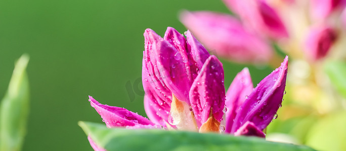 软焦点，抽象花卉背景，粉红色杜鹃花蕾与露珠。