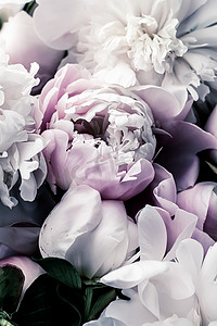 柔和的牡丹花作为花卉艺术背景、植物平面和豪华品牌