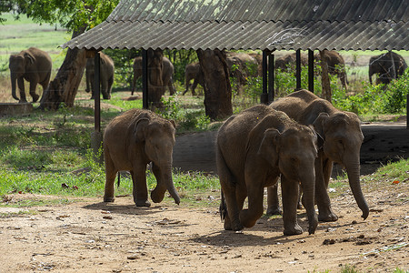 在喂食期间，小象争先恐后地排在队列的第一位