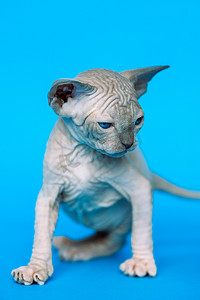 站在蓝色背景上的加拿大斯芬克斯猫品种的表达无毛小猫