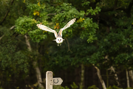 中英互译科技小报摄影照片_飞行中的英国仓鸮