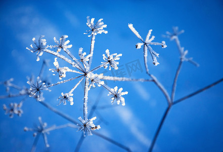 干燥植物雪的细节