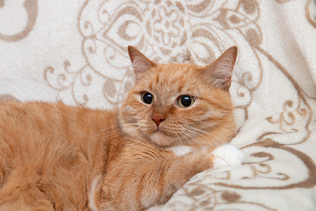 红猫看着相机可爱的大眼睛漂亮可爱