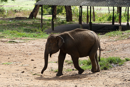 Udewalawe 的年轻大象，大象过境之家