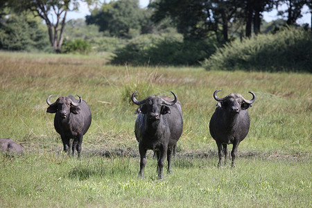 野生非洲 博茨瓦纳大草原 非洲水牛 动物 哺乳动物