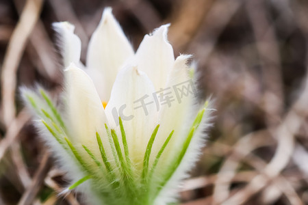 春天花园里美丽的白色丝状花朵 (pulsatilla alpina) 的开放