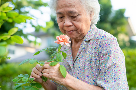 树理性消费观念摄影照片_阳光明媚的花园里有粉红色橙色玫瑰花的亚洲高级或老年老妇人。