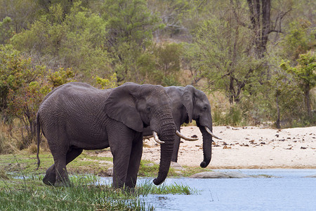 克鲁格国家公园的非洲丛林象