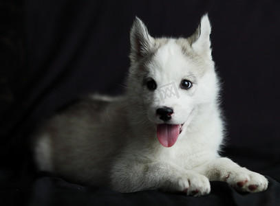 哈士奇小狗狗摄影照片_小西伯利亚哈士奇小狗，白色与黑色