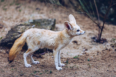 耳廓狐或耳廓狐 (Vulpes zerda) 是一种小型黄昏动物