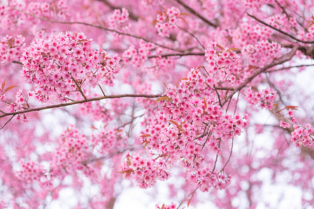 美丽的粉红色花野生喜马拉雅樱桃花（李属ceras）