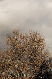 秋季背景元素摄影照片_秋季的纹理背景及其元素