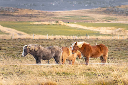冰岛斯奈山国家公园冰岛马金发鬃毛在风中飘扬
