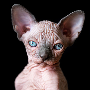 黑色背景上长着蓝色大眼睛的加拿大斯芬克斯小猫的肖像