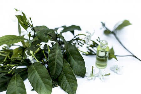 精油熬制摄影照片_印度茉莉花或 Juhi 或 Jasminum Auriculatum 的精华或精油的特写，在白色的小透明玻璃瓶中与生花隔离。
