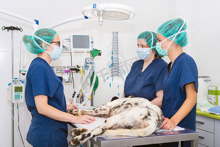 手术室的兽医团队为狗做手术准备