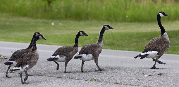 加拿大鹅一家过马路的照片
