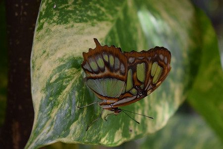 加勒比海岛屿阿鲁巴岛棕榈滩蝴蝶农场色彩艳丽的彩色蝴蝶