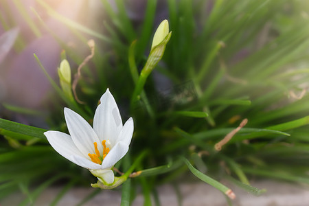 白花 Zephyranthes 百合或雨百合与浪漫