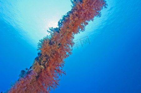 沉船中的软珊瑚