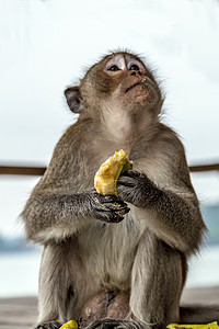 lol猴子摄影照片_恒河猴。