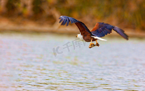 老鹰在纳库鲁湖上捕食。