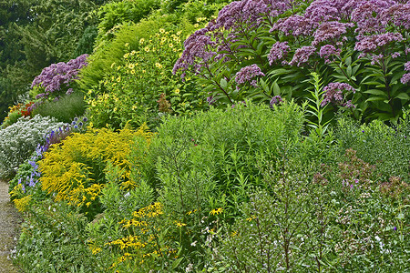 柠檬边框摄影照片_色彩缤纷的花园边界，混合种植和大型紫茎泽兰