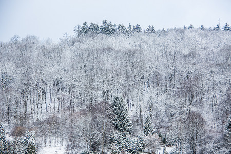白雪皑皑的冬季景观与森林