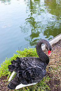 植物园水池附近底层土壤上的黑天鹅，是泰国北部的热门旅游目的地。