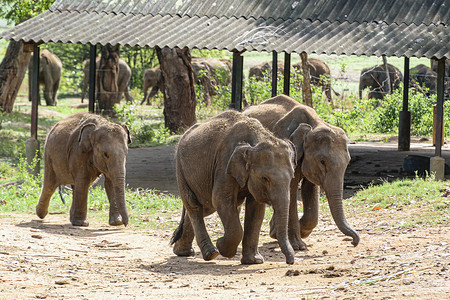 小象小车摄影照片_喂食期间，小象争先恐后地排在队列的第一位