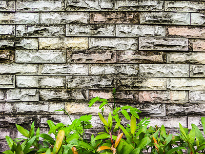 古老的砖墙和绿色植物背景.jpg