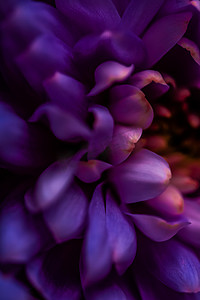 盛开的紫色雏菊花瓣，抽象花卉艺术背景，春天大自然中的花朵香水香味，婚礼，奢华美容品牌假日设计