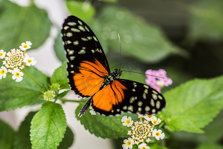 热带橙黑虎斑激情蝴蝶