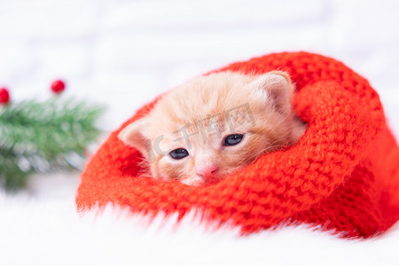 圣诞红小猫戴着一顶针织的红色圣诞帽，甜蜜地晒着太阳，看着镜头。