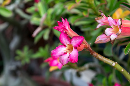 花（Adenium obesum 或沙漠玫瑰）