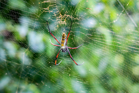 金球立体摄影照片_塞拉提禁猎区，雌性金球蜘蛛在网上结网。
