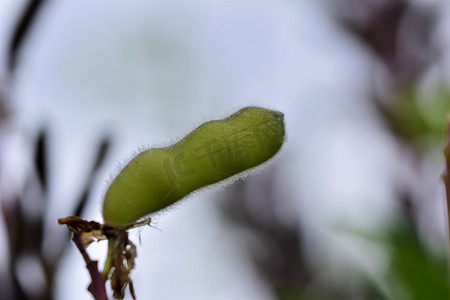 雨中植物摄影照片_雨中绿色湿熟羽扇豆荚在模糊背景下的特写