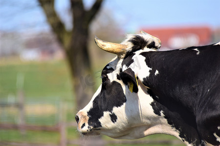 牛头外形摄影照片_一头黑白牛头的画像，在蓝天和树木的衬托下
