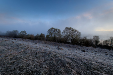 柳树和小草在雾中结了一层白霜。