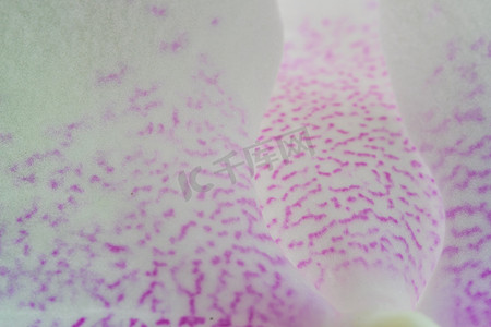 粉色和白色斑点兰花花瓣的宏观