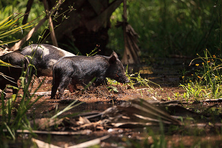 猪饲料摄影照片_小野猪也称为野猪或 Sus scrofa 饲料