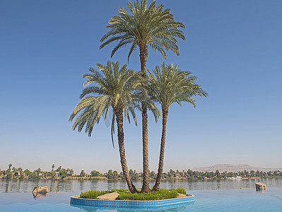 大枣泡水摄影照片_无边泳池岛上的大枣棕榈树