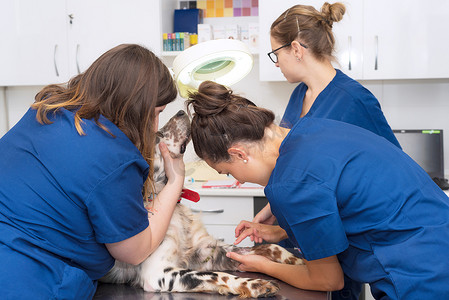 兽医团队在狗身上放置静脉管