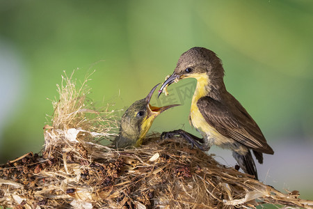 紫色太阳鸟（雌性）在自然背景下的鸟巢中喂养幼鸟的图像。 