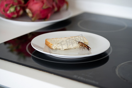 一只蟑螂坐在厨房盘子里的一块面包上。