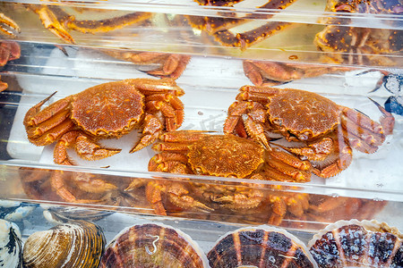 北海道函馆海鲜市场的红帝王蟹（塔拉巴蟹）或阿拉斯加帝王蟹