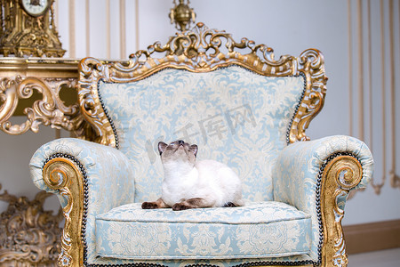 凡尔赛宫摄影照片_美丽的稀有品种湄公河短尾猫没有尾巴的雌性宠物猫坐在欧洲建筑的内部，坐在复古别致的皇家扶手椅上 18 世纪凡尔赛宫。